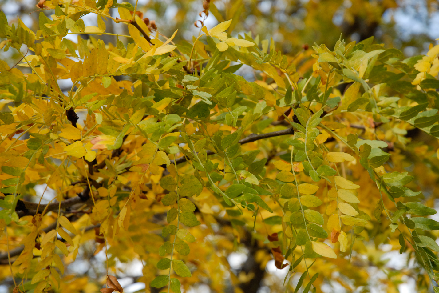 Thornless Honeylocust